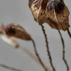 Abigail Ahern Mahogany Pod Bunch