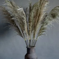 Abigail Ahern Single Pampas