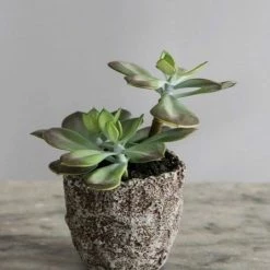 Abigail Ahern Faux Echeveria Grus Plant 7 Abigail Ahern Faux Echeveria Grus Plant