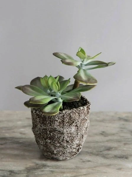 Abigail Ahern Faux Echeveria Grus Plant 5 Abigail Ahern Faux Echeveria Grus Plant