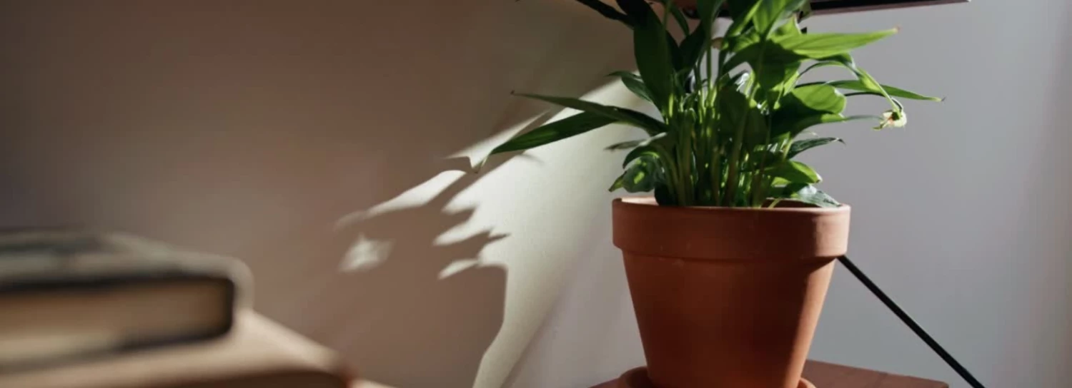 Abigail Ahern Shop -Abigail Ahern Shop 4