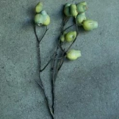 Abigail Ahern Eucalyptus Gum Nut