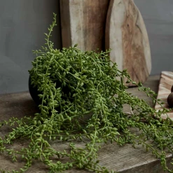 Abigail Ahern Hanging Succulent In Round Black Pot