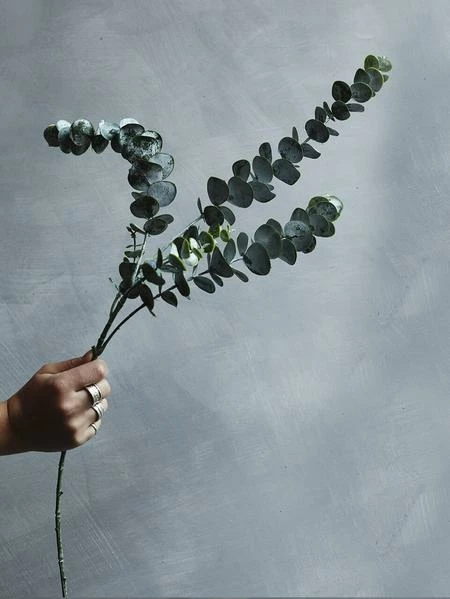 Abigail Ahern Eucalyptus Sage Faux Stem 6 Abigail Ahern Eucalyptus Sage Faux Stem