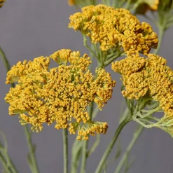 Abigail Ahern Yarrow Faux Stem