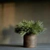 Abigail Ahern Mimosa Grass Faux Stem