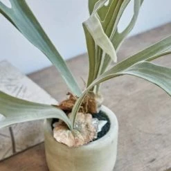 Abigail Ahern Faux Staghorn Plant
