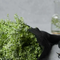 Abigail Ahern Boxwood Faux Stem