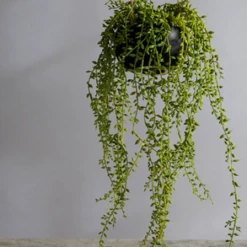 Abigail Ahern Hanging Succulent In Round Black Pot