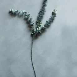 Abigail Ahern Eucalyptus Sage Faux Stem