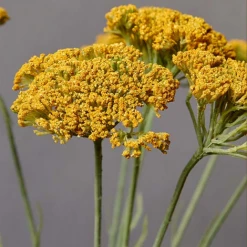 Abigail Ahern Yarrow Faux Stem