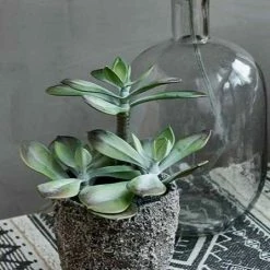 Abigail Ahern Faux Echeveria Grus Plant