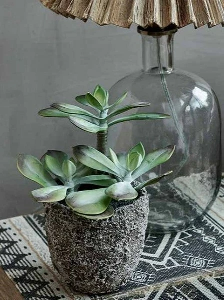 Abigail Ahern Faux Echeveria Grus Plant 3 Abigail Ahern Faux Echeveria Grus Plant