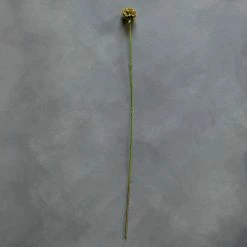 Abigail Ahern Scabiosa Single Stem