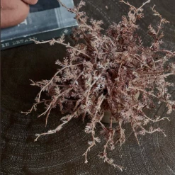 Abigail Ahern Senecio Cineraria In Pot