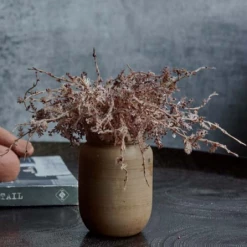 Abigail Ahern Senecio Cineraria In Pot