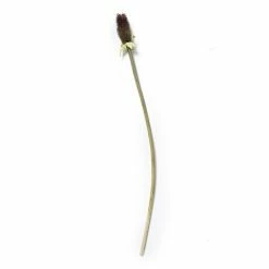 Abigail Ahern Seed Pod Faux Stem