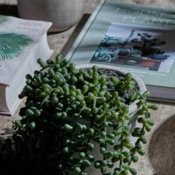 Abigail Ahern Faux String Of Pearls Succulent