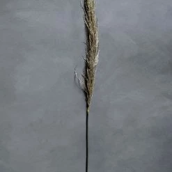 Abigail Ahern Single Pampas