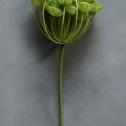 Abigail Ahern Wild Fennel