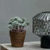 Abigail Ahern Mini Crassula In Pot