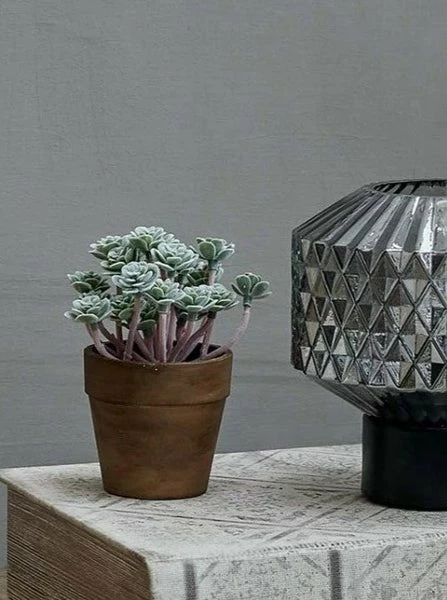 Abigail Ahern Mini Crassula In Pot 3 Abigail Ahern Mini Crassula In Pot