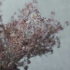 Abigail Ahern Mauve Meadow Grass Faux Stem