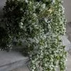 Abigail Ahern Trailing Eucalyptus Faux Stem