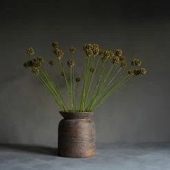 Abigail Ahern Scabiosa Single Stem