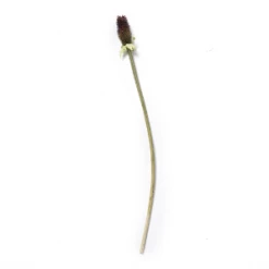 Abigail Ahern Seed Pod Faux Stem