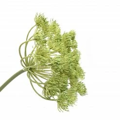Abigail Ahern Faux Wild Fennel