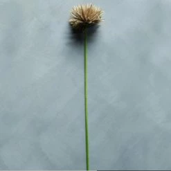 Abigail Ahern Dahlia Hazel