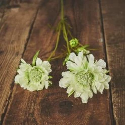 Abigail Ahern Cream Scabious Flower Stem