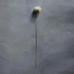 Abigail Ahern Pompom Stem